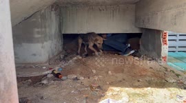 Passerby climbs under building to rescue stray dog stuck inside