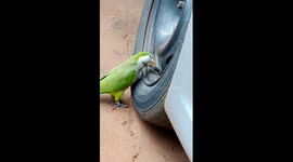 Mischievous parrot Kiki caught letting air out of car tire in Argentina