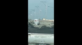 Thai motorists chase down pickup truck to save cat clinging to roof on highway
