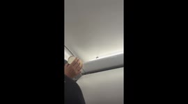 'Stowaway' bumblebee discovered on flight from London to Pisa