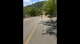 Cyclist chases 'crazy' runaway calf sprinting down road in Dominican Republic