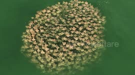 A Rarely Filmed Circling School of Cownose Rays in the Gulf of Mexico