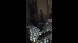 Playful 12-week-old black kitten attacks duvet in funny late-night 'zoomies'