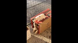 Adorable kitten trembles while trying to balance on cardboard box in Argentina
