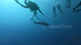 Brother Islands, Daedalus, Elphinstone: A Red Sea diving hotspot with rich marine biodiversity
