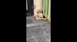 Adorable stray kittens spotted cuddling together on street in Tripoli