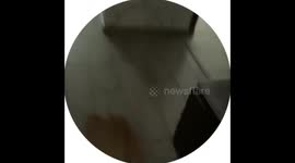 Energetic dog 'flies' through doorway and launches onto bed in Belarus