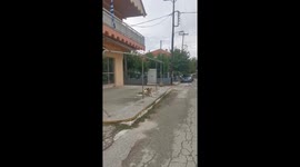 Tiny kitten takes comfortable nap on top of large dog in Greece