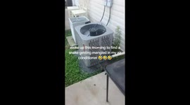 Missouri man's morning coffee interrupted by snake getting 'mangled' in AC unit