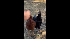 Chickens swipe joint from owner's hand in hilarious Denver backyard clip