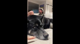 Husky dog gives owner hilarious 'side eye' and growls in funny clip