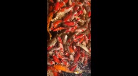 Too many koi, too much cuteness.