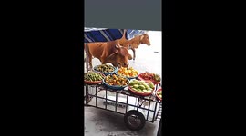 Humorous cow steals fruit from cart in Hue City, Vietnam
