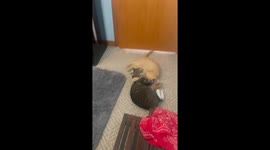 Two cats engage in playful scuffle in Chicago, Illinois, USA