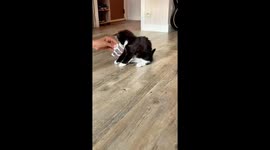 Adorable kitten hops around trying to remove hair clip from paw in Paris