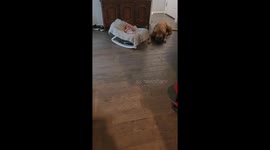 Concerned dog 'Titan' howls to alert mom that baby is crying in Texas home