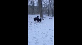 Dogs enjoying heavy snow in Indianapolis, Indiana, USA