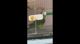 Parrot playfully gets head stuck in water cup in Henan, China