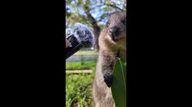 Quokka enjoys leaf snack on Rottnest Island, Australia