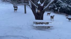 Beagle tries to herd deer in La Valle, Wisconsin, USA