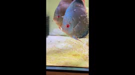 Angelfish parents take turns babysitting their young
