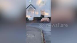 Gang of boisterous pigs on the loose causing havoc in residential streets