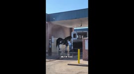 Washing a Horse at the Carwash