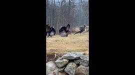 Gobbling With a Gaggle of Turkeys