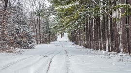 A Winter's Tale: Discovering a Serene Snow-Covered Road Among Pine Trees