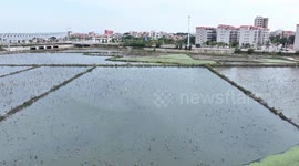 China: Migratory swans arrive in east China's Fujian for winter as ecosystem improves
