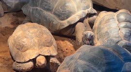 China: Zoo protects animals from cold wave in north China's Shanxi