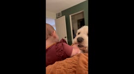 Playful Pup And His Favorite Tiny Human
