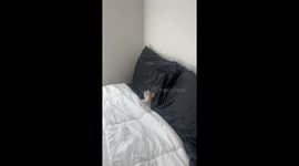 Cat Curls Up In Silky Sheets