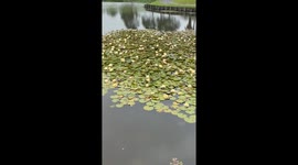 A Pair of Ducklings Walking Across Lily Pads