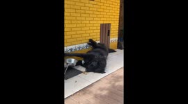Lazy Dog Eats While Lying Down