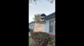 Turkey perches on rooftop in Indianapolis, Indiana, USA