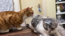 Cat helps friend escape from plastic bag in Sichuan, China
