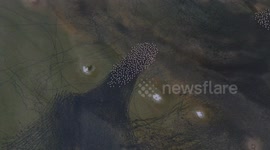 Flamingos create stunning patterns at Maharlu Lake, Shiraz, Iran