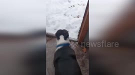 US: Joyful Pup Plays In Topeka Snowfall