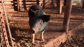 US: Rescued Pig Thrives One Year After Cruelty Case In Texas Sanctuary
