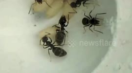 Austria: Terminally Ill Ants Signal Their Own Death To Save The Colony