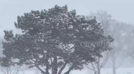 US: Record Thanksgiving Snowfall Blankets Northern Illinois