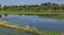 A lone white egret hunting for food in a paddy field at Pathumthani Thailand.