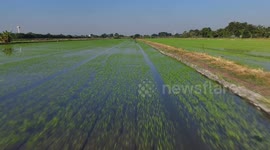 Early morning flight over a flooded paddy field at Pathumthani, Thailand.