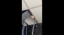 Office worker hears meow sound from the ceiling before finding trapped cat