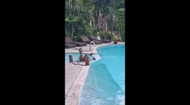Tourist shocked as dozens of monkeys commandeer hotel swimming pool