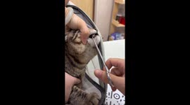 Cat gives vet a dramatic side-eye look while having tooth extracted
