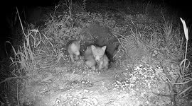 A family of red foxes with three cubs was captured on a trail camera. The cubs are learning to explore their surroundings in complete darkness.
