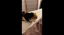 My Pet guinea pig Romelu awaits eagerly my arrival to the bed so he can jump on me in his usual bed ritual before falling asleep on my chest