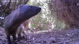 A mongoose searches for food and pauses to stare directly into the trail camera.